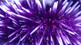 Macro video of purple sea urchin in aquarium tank