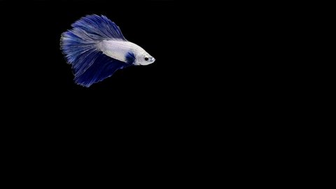 Super slow motion of Siamese fighting fish (Betta splendens), well known name is Plakat Thai, Betta is a species in the gourami family, which is a popular fish in the aquarium trade