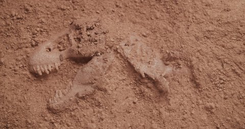 Dinosaur fossil unearthed from dirt