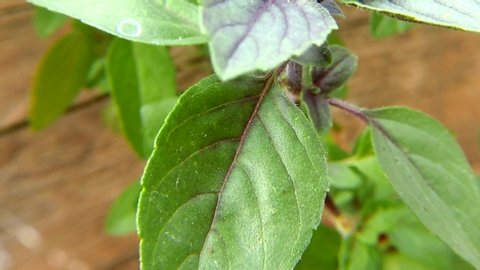 African blue basil, spice and medicinal herb with leaves