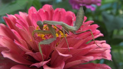 The European mantis (Mantis religiosa). The predatory insect preys on plants