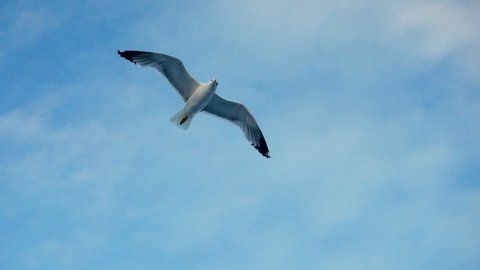 Seagulls flying against the blue sky. Flock of birds floating on air currents of wind. Big seagull soaring over the Mediterranean sea. Greece. Slow motion. HD