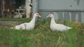 Two white big ducks with red eyes standing on the grass and looking at each other, rustic background