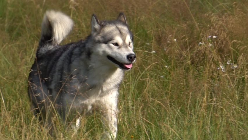 siberian husky mating