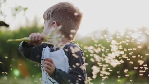 Little boy playing with dandelions in the park. The boy is holding a bouquet with white dandelions and whirling in slow motion on the blurred background. Close-up shot
