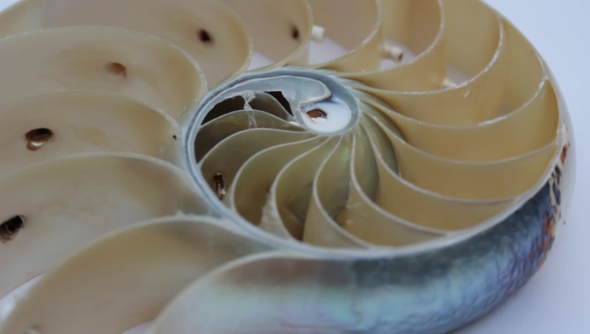nautilus shell stock Fibonacci footage video clip turning golden ratio number sequence natural background half slice section Royalty-Free Stock Footage #1033602227