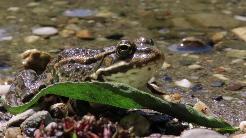 European common frog (Rana temporaria) hiding behing a green leaf on a coast of a lake