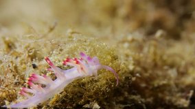 A brightly coloured Nudibranch crawling along the ocean floor 