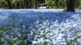 Field of the Blue Nemophila Flower (Blue Spring Flower) in Hibiya Park Garden -Tokyo, Japan in summer spring sunshine day time -4K UHD video movie footage short