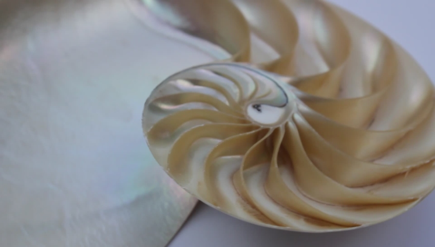 nautilus shell stock Fibonacci footage video clip turning golden ratio number sequence natural background half slice section Royalty-Free Stock Footage #1033611092