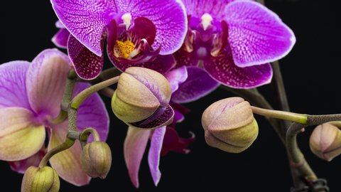 Purple Orchid Blooming timelapse video. Twin Flowers petals opening as the time is passing. Well lit, vibrant colours, black background, macro image. 