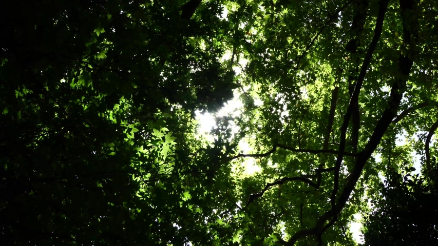sun behing moving leafs of oak tree shining beams and rays with lens fleare and wind