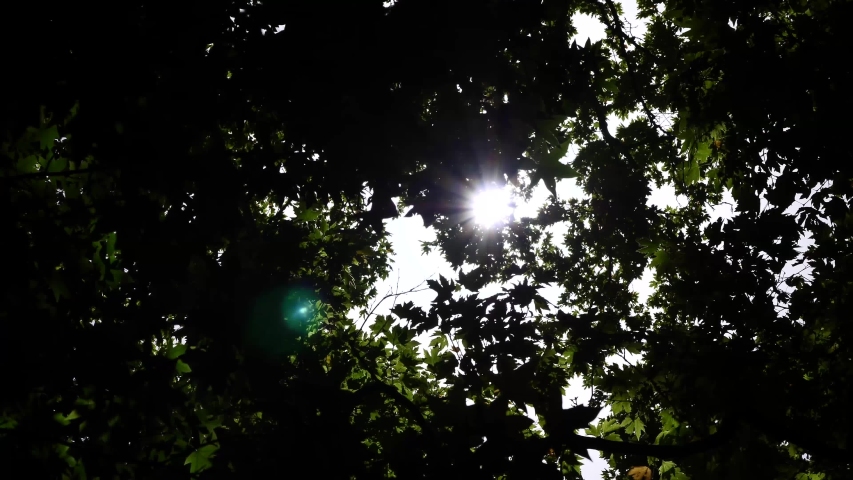 sun behing moving leafs of oak tree shining beams and rays with lens fleare and wind