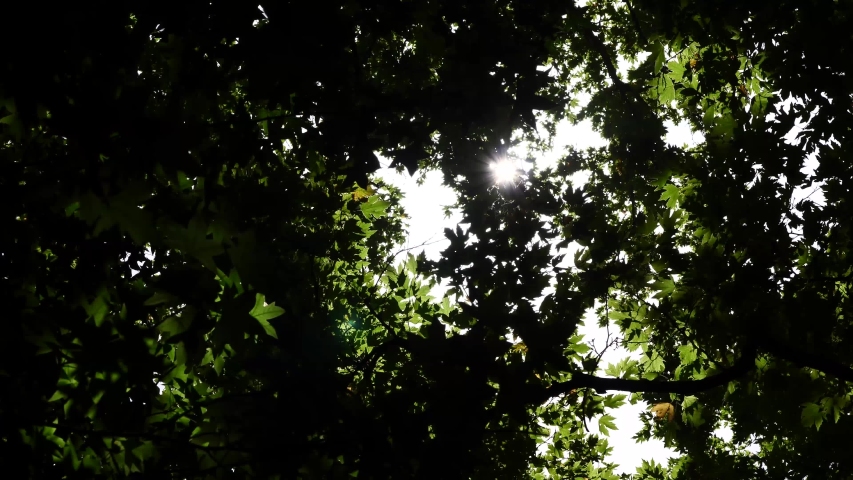 sun behing moving leafs of oak tree shining beams and rays with lens fleare and wind
