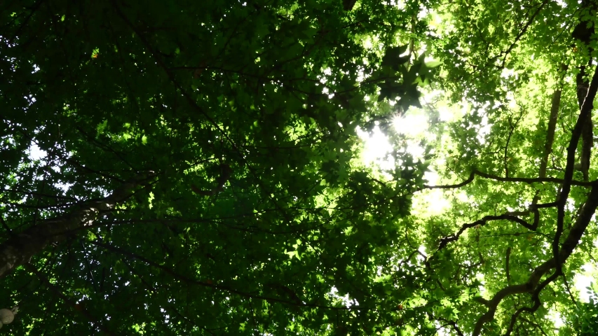 sun behing moving leafs of oak tree shining beams and rays with lens fleare and wind