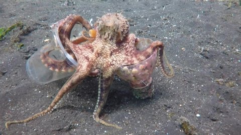 A Coconut Octopus walks on the ocean floor with the discarded plastic cup and bottle it has collected for it's home.