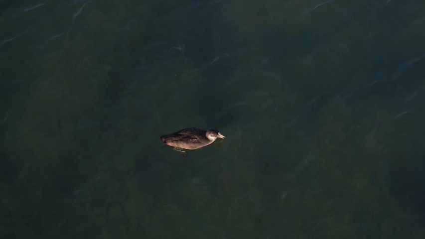 Coot (black coot) dives in rough stormy water hunting for moss 