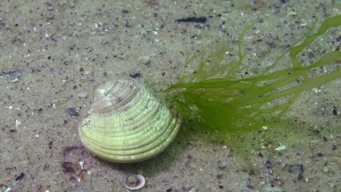 Enteromorpha green algae grew on clams (Chamelea gallina). Black sea