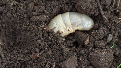 White grub cockchafer (Melolontha) in the soil, timelapse