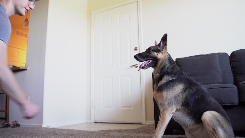 apartments that take german shepherds