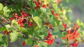 Ripe red currant berries on a branch, on a natural green background. Fruit shrub with vada. Tasty and healthy fruits. 4K UHD video