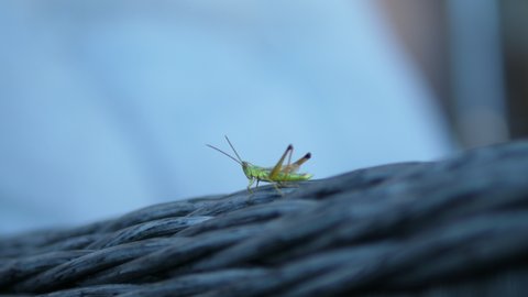Grasshoper outdoors jumps from furniture