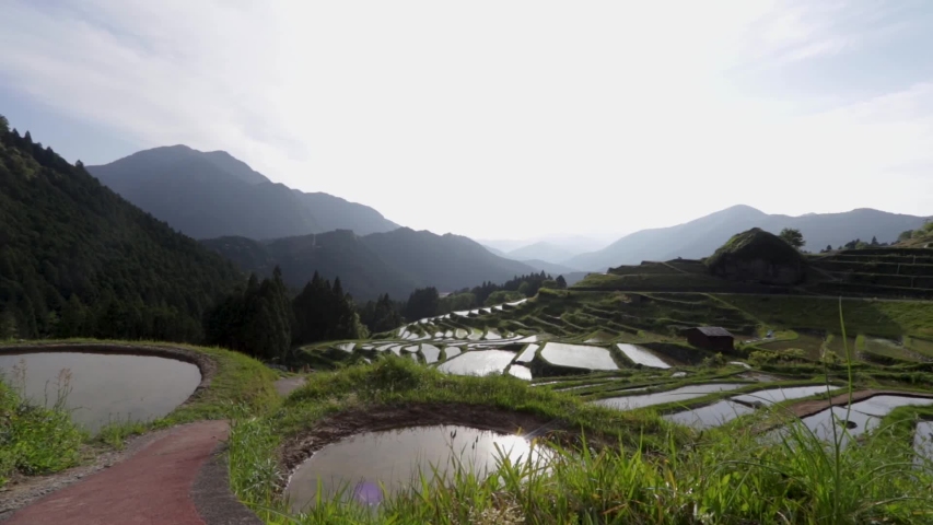 Tourist Exercizing next to rice Paddies