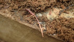 Earthworm crawling on soil and a wood block closeup view video