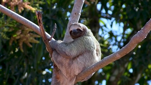 Wild three-toed sloth sits in a tree and looks around - Costa Rica