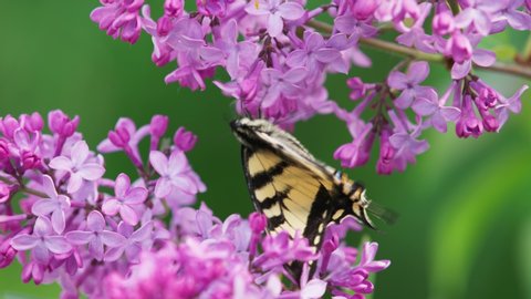 Close up of Eastern Tiger Swallowtail butterfly feeding on lilacs.