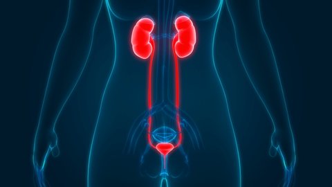 Female Urinary System Kidneys with Bladder Anatomy. 3D