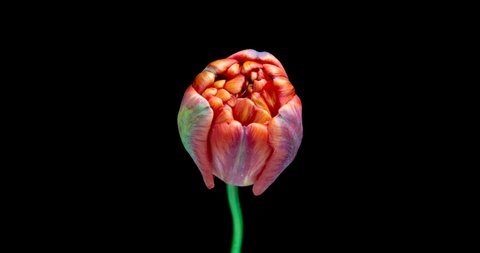 Timelapse of red tulip flower blooming on black background, alpha channel