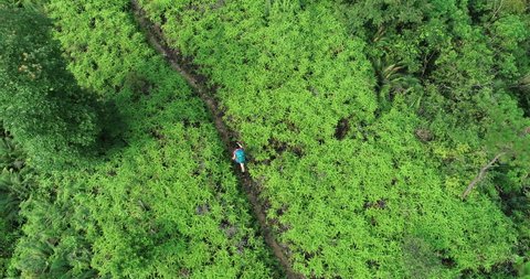 Aerial footage of woman hiker hiking at tropical rainforest