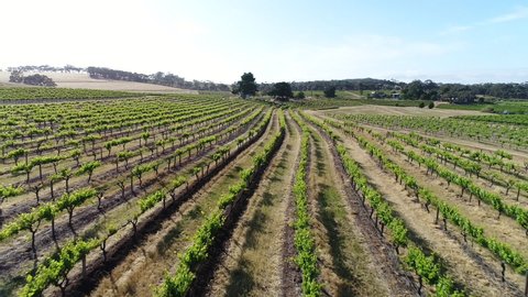 A vineyard in the Barossa Valley of South Australia