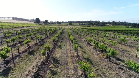 A vineyard in the Barossa Valley of South Australia