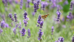 Beautiful lavender blooming, Butterfly sucking nectar on lavender flowers