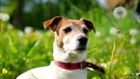 Jack russel terrier on green field with dandelions. Happy Dog with serious gaze. UHD 4K video footage