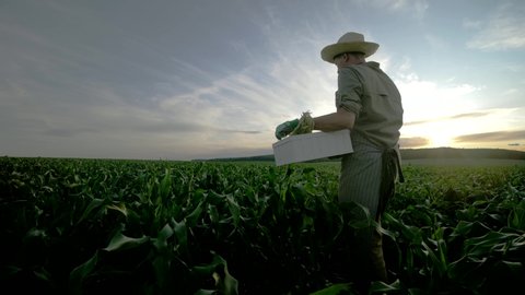 Male farmer working in the field at sunset. Authentic video, young farmer holding box full of fresh harvested vegetables. Copy space farming concept. Small local business, coronavirus crisis. Earth
