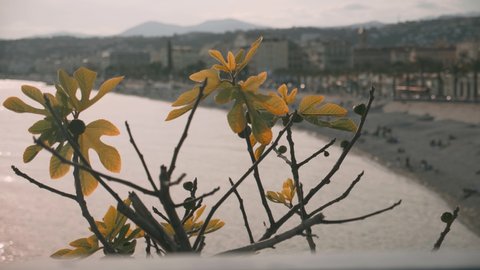 Nice, France - 07 07 2019: Oak tree branches over Mediterranean Sea and coast line of the city of Nice in France. Focus pull shot.