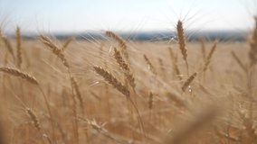 Wheat crop field sunset landscape slow motion video. farmer Smart farming agriculture ecology concept. Wheat field. Ears of golden wheat close up. Beautiful Nature Sunset Landscape. Background of