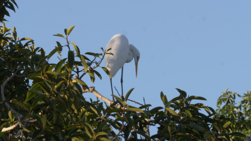 Crane perched in fig tree in park