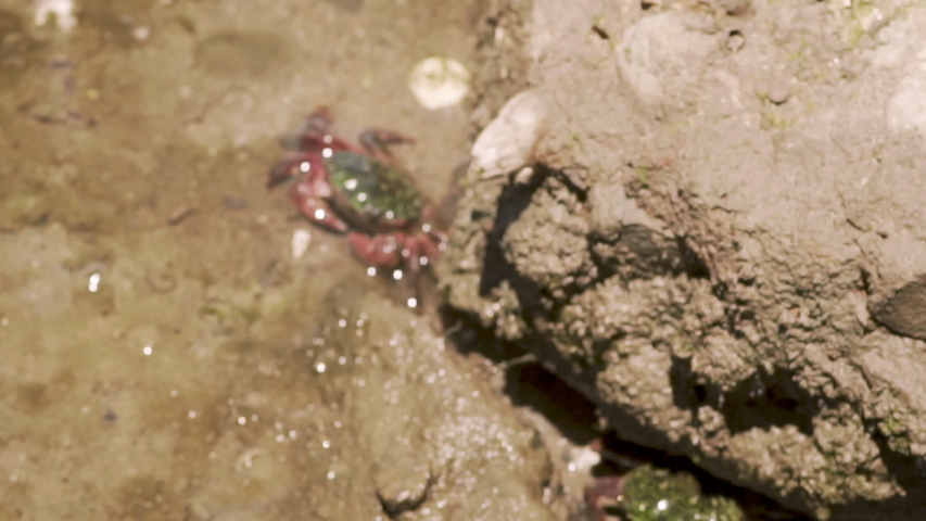 Quick slow motion grab of two Krabs laying under a rock in Long Beach, CA!