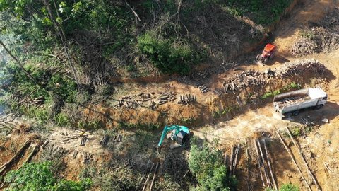 Deforestation and logging. Environmental destruction of rain forest for palm oil industry. 