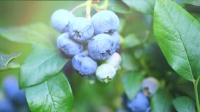 Blueberry. Fresh and ripe organic Blueberries plant growing in a garden. Diet, dieting, healthy vegan food. Bio, organic healthy food. Agriculture. Slow motion 4K UHD video