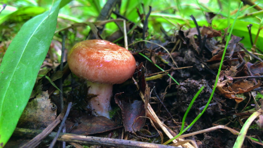 Pink agaric mushroom at forest floor