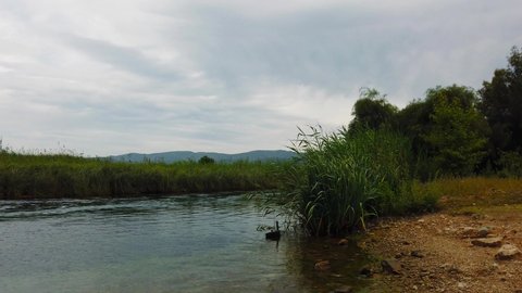 A panning video from an Aegean river and the fresh reed on it's bank. Taken in  Akyaka (Gulf of Gokova, Aegean Sea) on a cloudy spring afternoon. Shot and presented at 60 fps.
