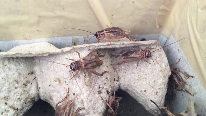 House cricket ,Mediterranean field cricket ,African two-spotted crickets (Gryllus bimaculatus) farming in egg trays that are edible insects in food product industry as livestock in Thailand [No sound]