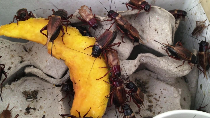 House cricket ,Mediterranean field cricket ,African two-spotted crickets (Gryllus bimaculatus) farming in egg trays that are edible insects in food product industry as livestock in Thailand [No sound]