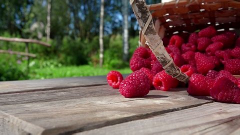 Basket with ripe raspberries falls on a wooden table. Berries crumble on the table. Slow-motion shooting on an open air against the background of birches