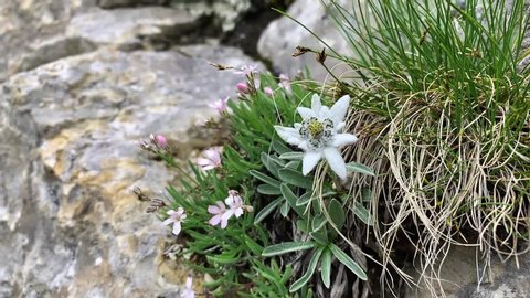 close up of an edelweiss moved by the wind in a mountain place

